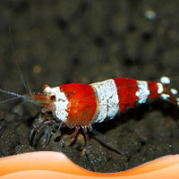 Τropical freshwater shrimp.