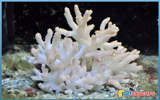 Live white coral 
