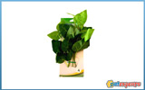 Aquagreen μεταξωτό φυτό ενυδρείου 9205