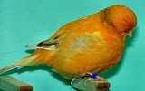 Canary norwich