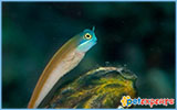 Blue Headed Goby